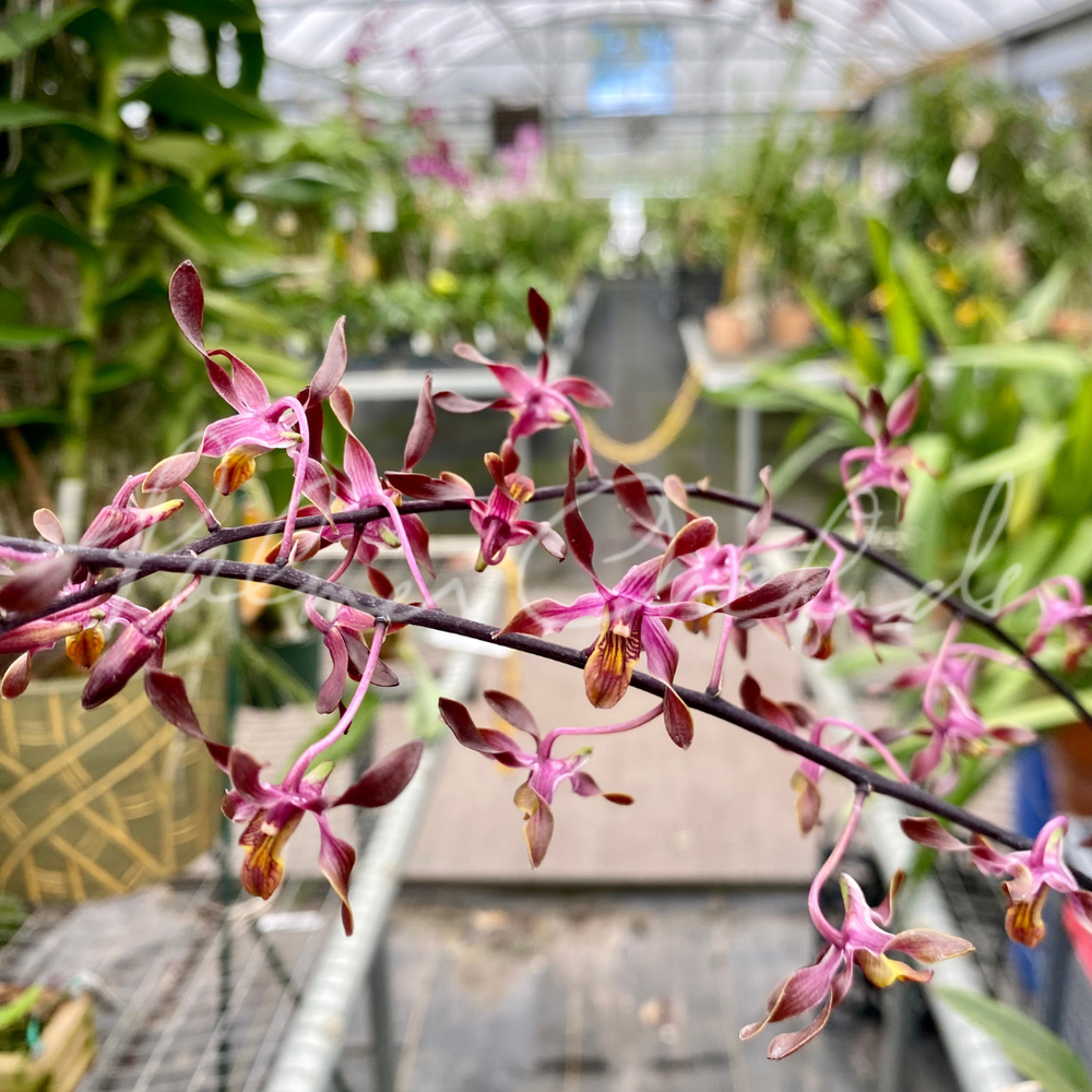 Den. QF Magic Kaila — Palmer Orchids